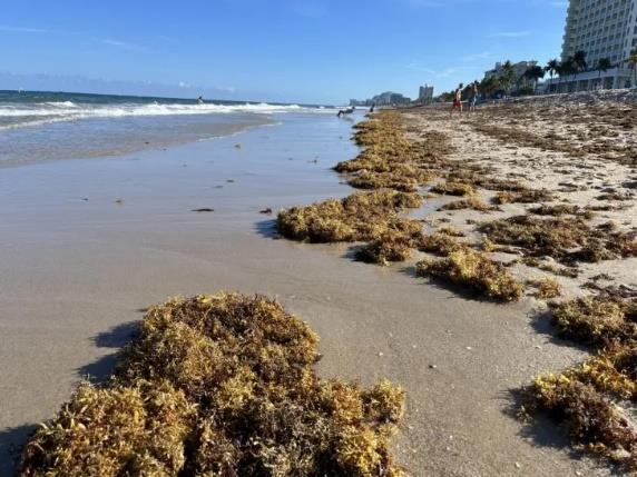 You may have noticed the increase of seaweed ongoing the beach shoreline. Mostly all of Florida beaches have begun experiencing an onslaught of sargassum seaweed as an historic 5,000-mile-wide bog drifts our way from its origins in the central Atlantic. Sargassum seaweed is not a new phenomenon, but this year’s mass is the largest ever recorded! Please review the Frequently Asked Questions (FAQ) for more information about Sargassum seaweed.